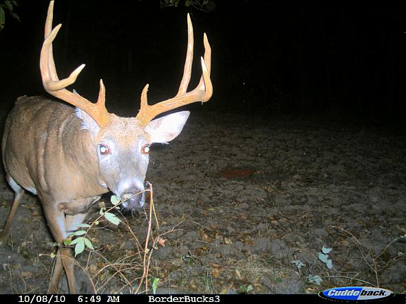 buck.JPG