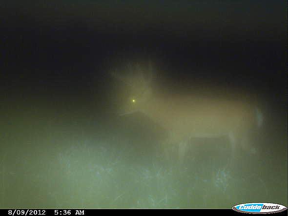 CDY 0204-002