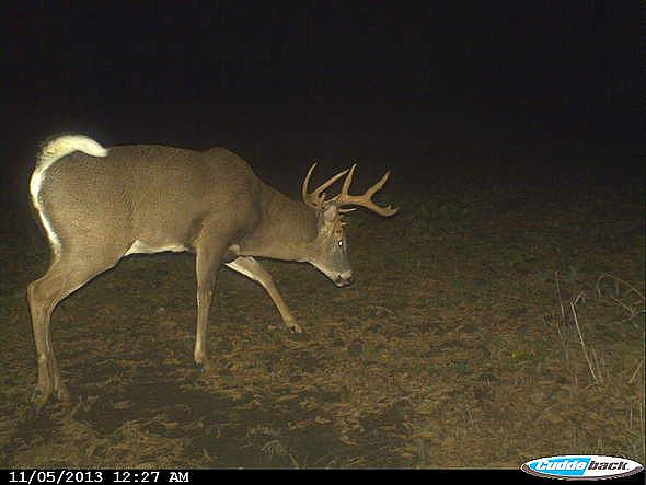 CDY 0006