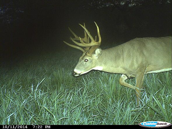 CDY 0019