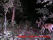 MDGC456
