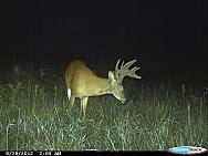 CDY 0008
