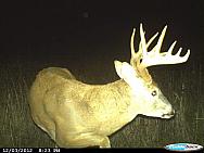 CDY 0008