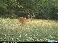 CDY 0015