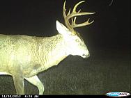 CDY 0020