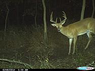CDY 0021