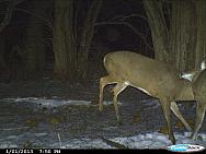 CDY 0041