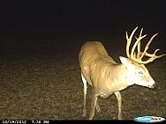 CDY 0716