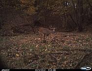 Cdy00064