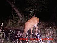 MDGC0976