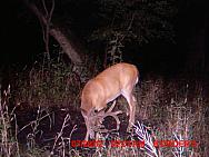 MDGC0981