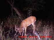 MDGC0982