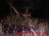 MDGC0985