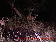 MDGC0986
