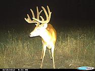 buck