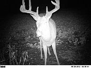 v (25)