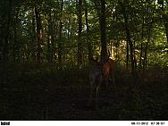 w (9)
