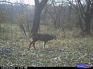 CDY 0036