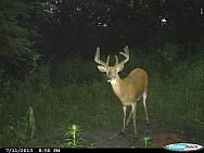 CDY 0013