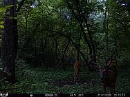 07170335