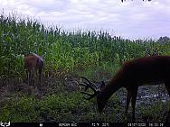 08070017