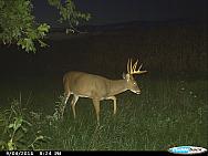 CDY 0013