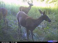 CDY 0022