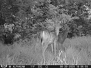 08200485