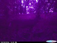 CDY 0001