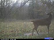 CDY 0036