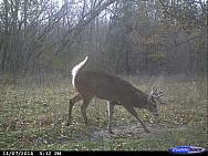 CDY 0037