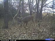 CDY 0052