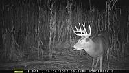 MFDC0689